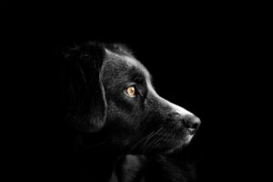 Establishing Pack Leadership: Unlocking the Key to a Strong Bond with Your Dog